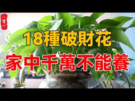 陽台種玫瑰風水|前陽台招財植物大全！15 種適合陽台的植物助你財源。